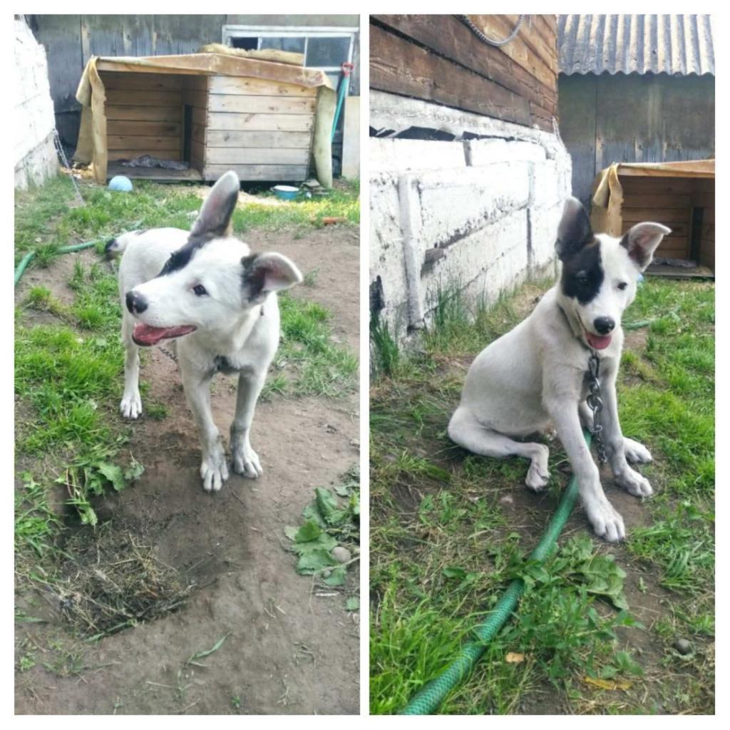 Вниманию владельцев собак!!!!