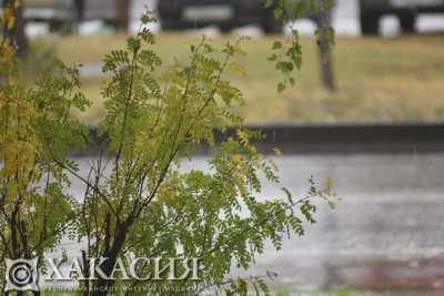 Пасмурную погоду обещают синоптики в начале рабочей недели
