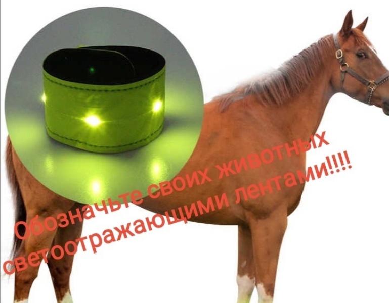Обозначьте своих животных световозвращающими лентами