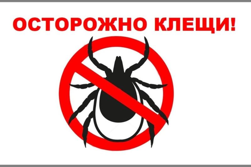 Клещевая активность в Хакасии высокая
