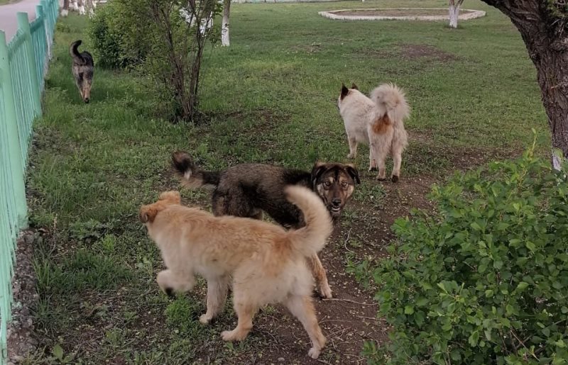 В прокуратуру Аскизского района обратились родители 11- летней дочери с заявлением о причинении вреда их ребенку.